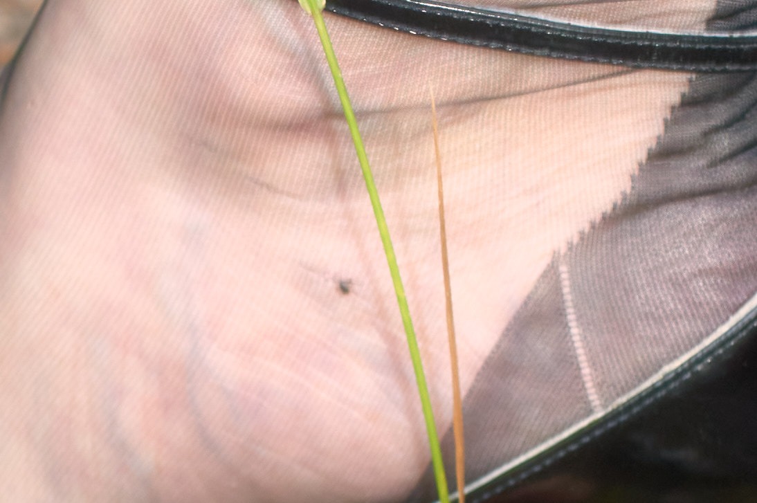Wirksamer Zeckenschutz mit Nylonstrümpfen? 8 Fuß mit Strumpf, Zecke und Gras, Wirksamer Zeckenschutz mit Nylonstrümpfen? Legende oder nützliche Hilfe?